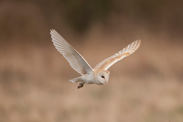 barn-owl