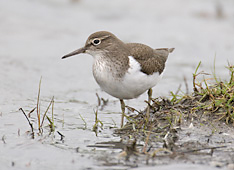 common-sandpiper