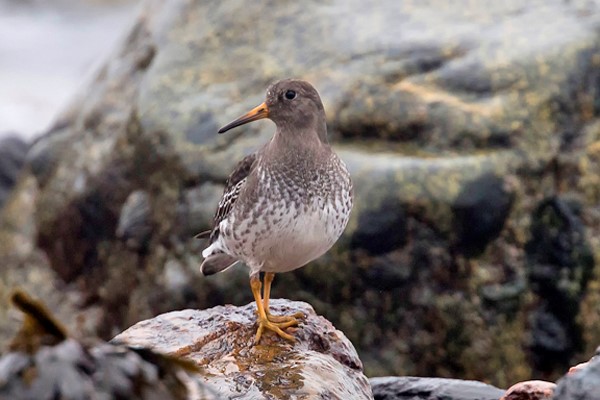 islay-bird-2