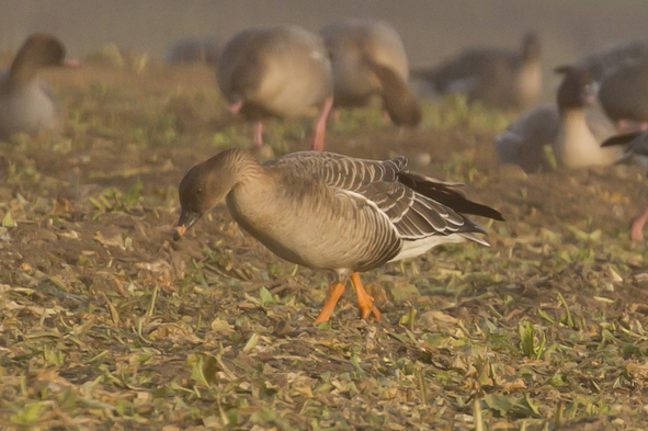 tundra-bean-goose