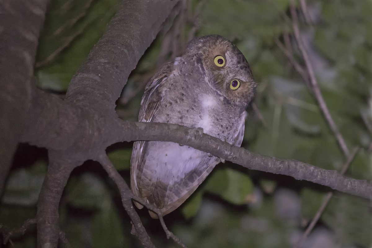 Mountain Scops Owl190102001