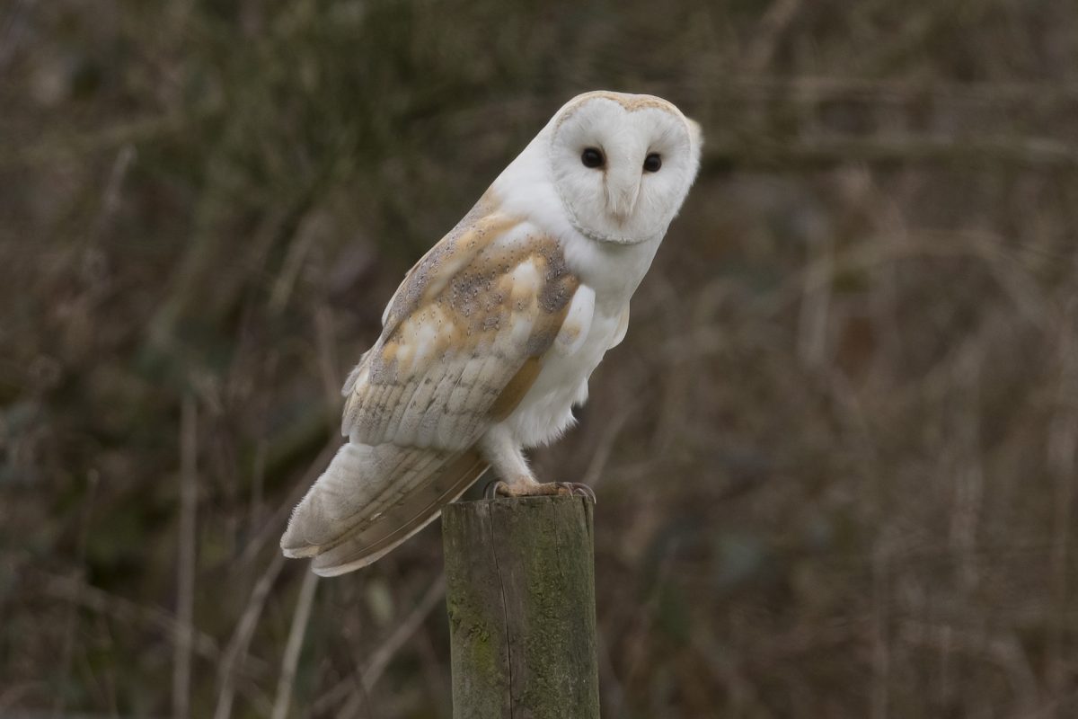 Barn Owl190212001