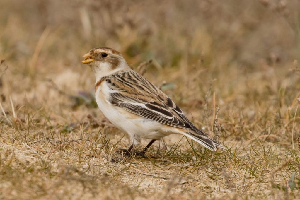 Snow Bunting Holkham