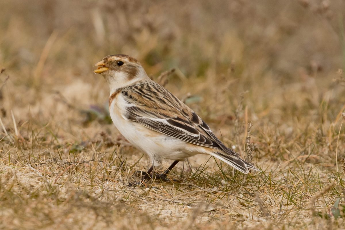 February 18th & 19th 2019 A 2 day Exclusive Birding Tour in North ...