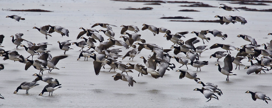 Islay Tour Report Birding Tour Of Islay 9th 16th March 2019 Wordpress 1bx