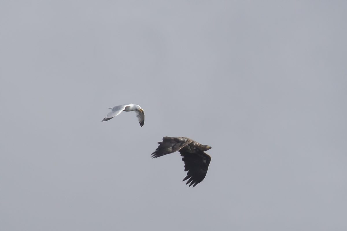 White-tailed-Eagle-mobbed190619001