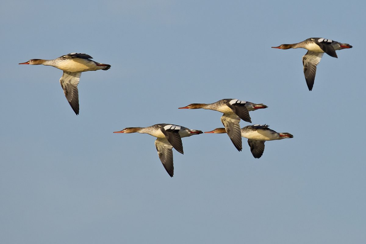 MIGRATION AT FALSTERBO, SOUTHERN SWEDEN September 27th - October 4th ...