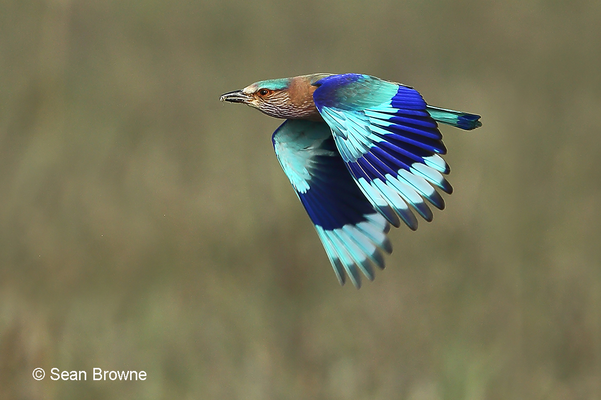 002 Indian Roller 2000 Pench