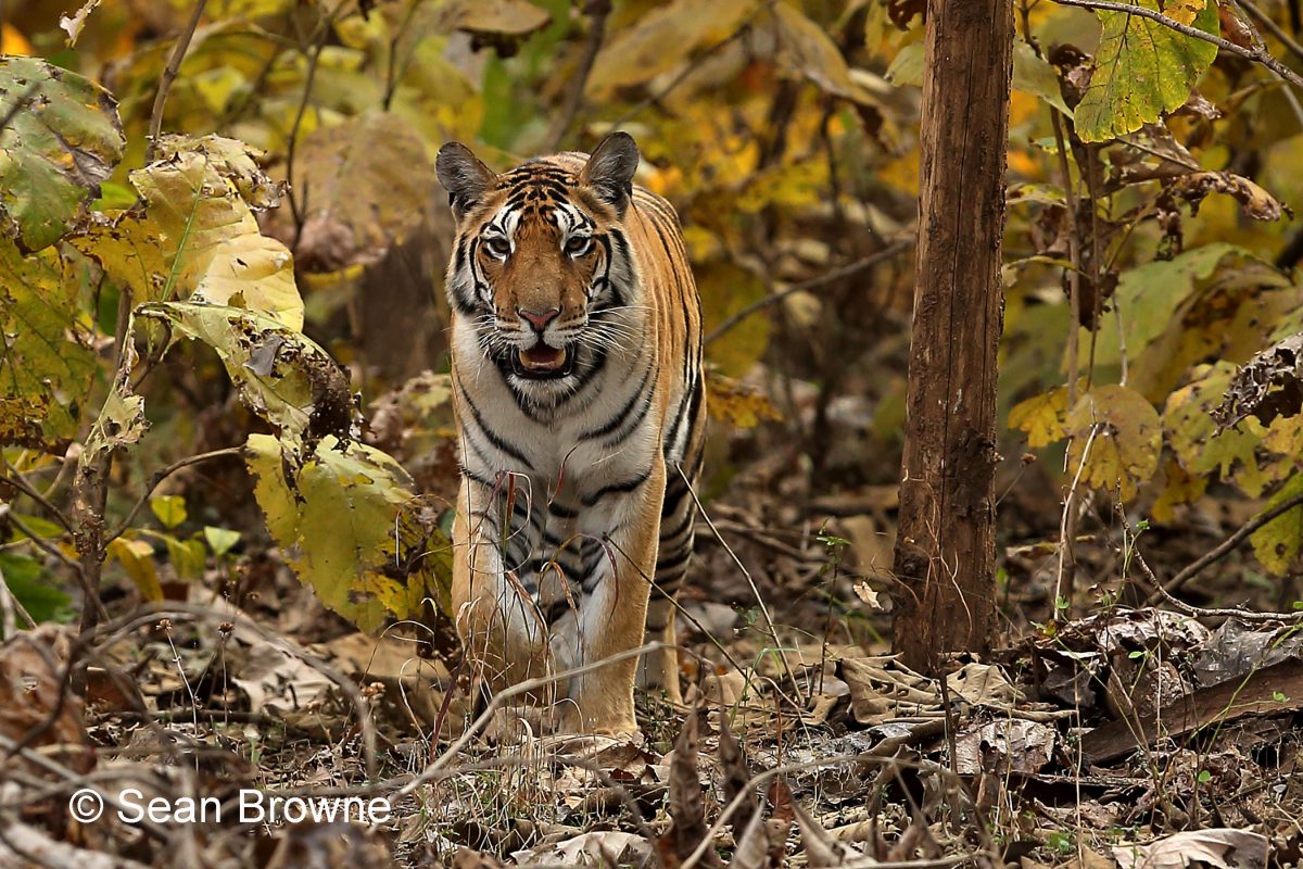 003 Royal Bengal Tiger 2000 Pench