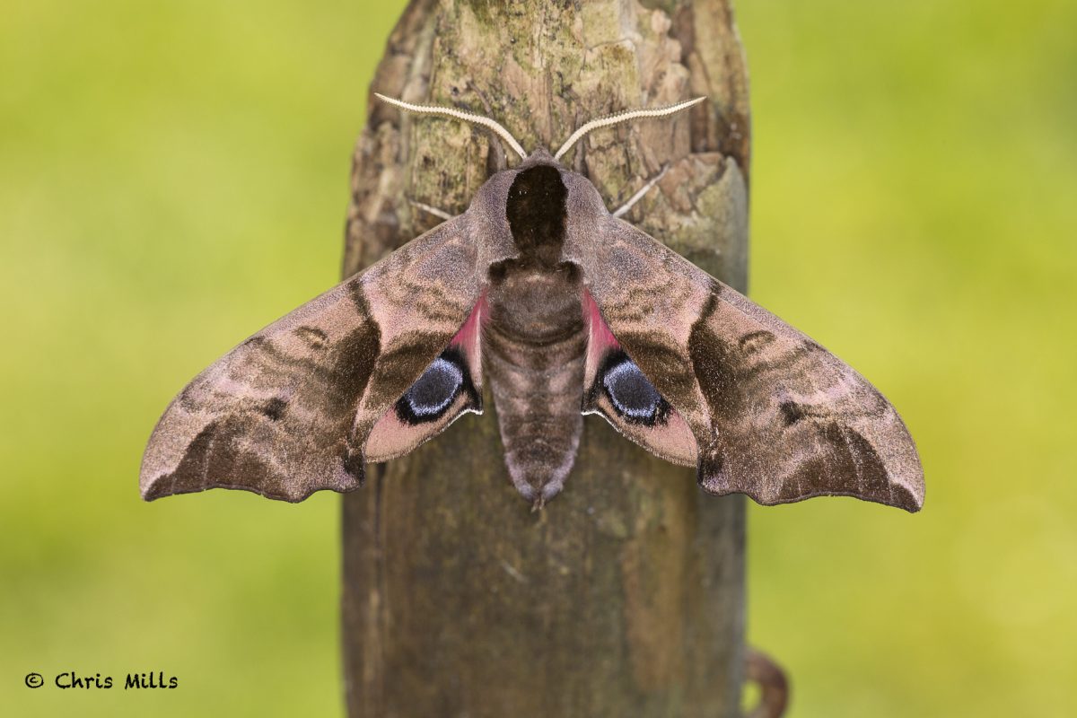 Eyed-Hawk-moth20200531_0052