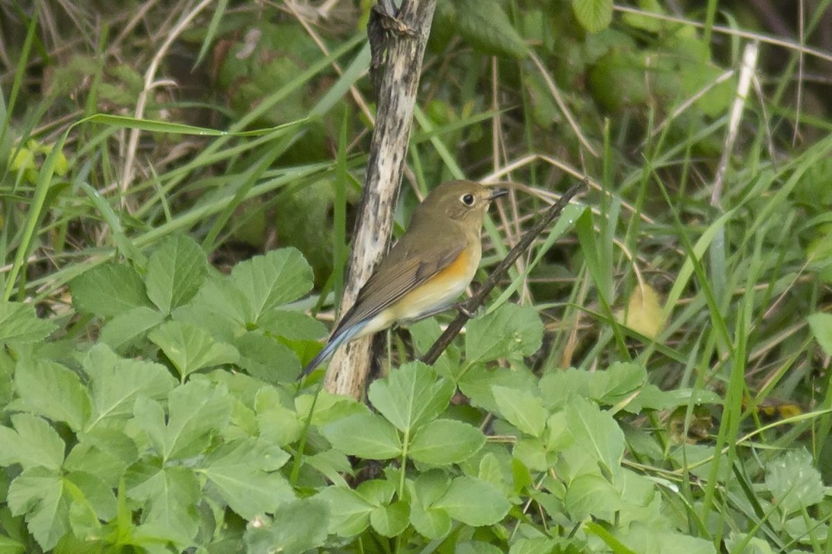 Red-flanked-Bluetail945A5986