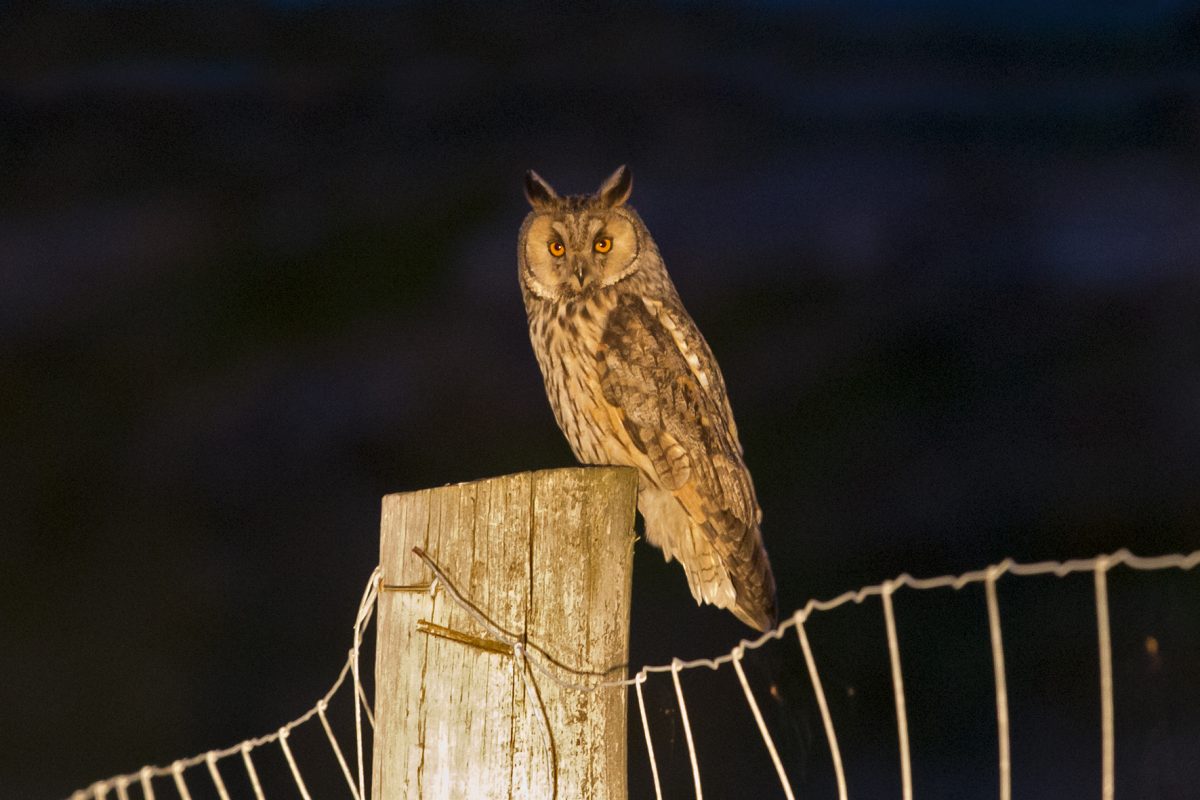 Long-eared owl180612033