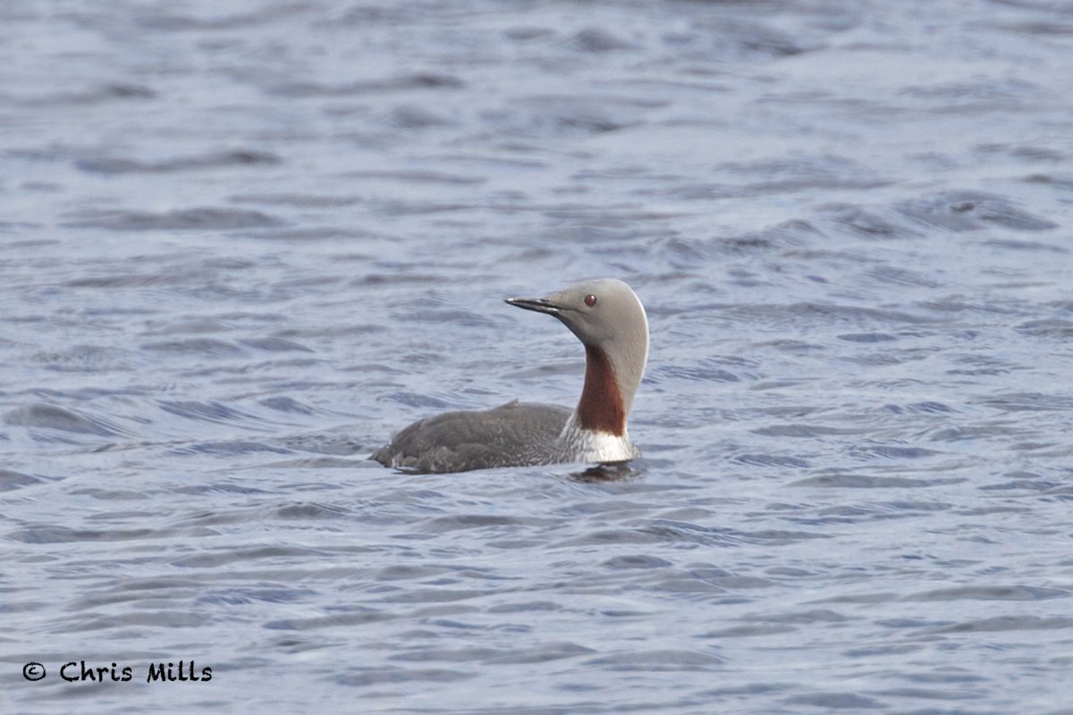 Red-throated-Diver20220607_001