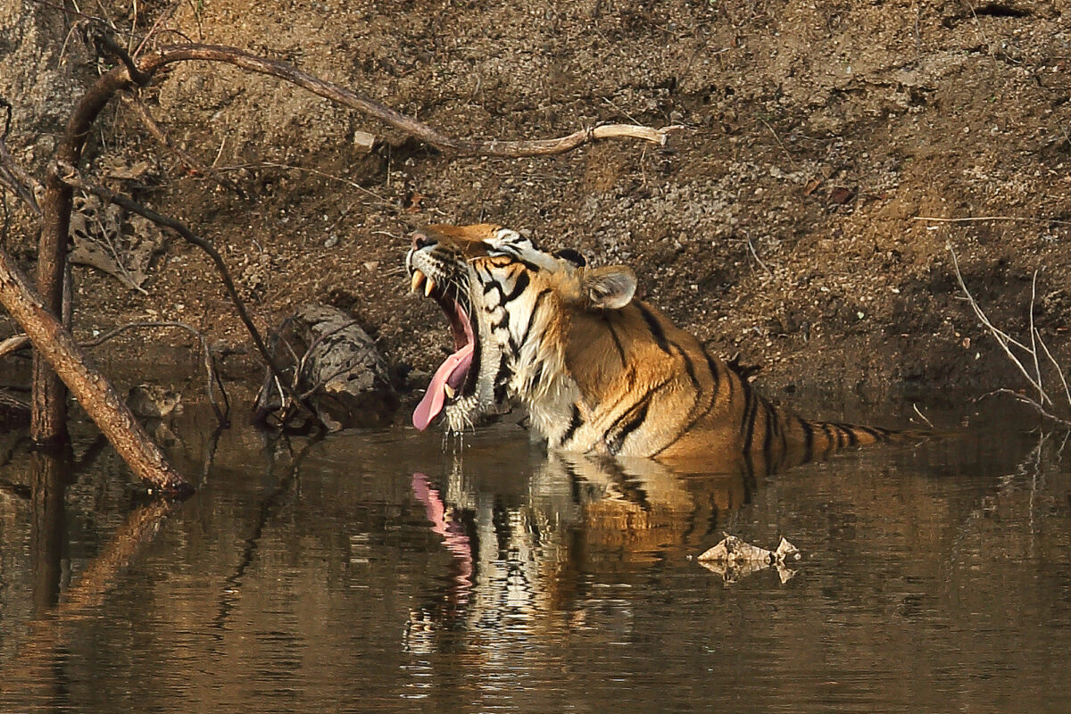 Royal Bengal Tiger 2000a Pench