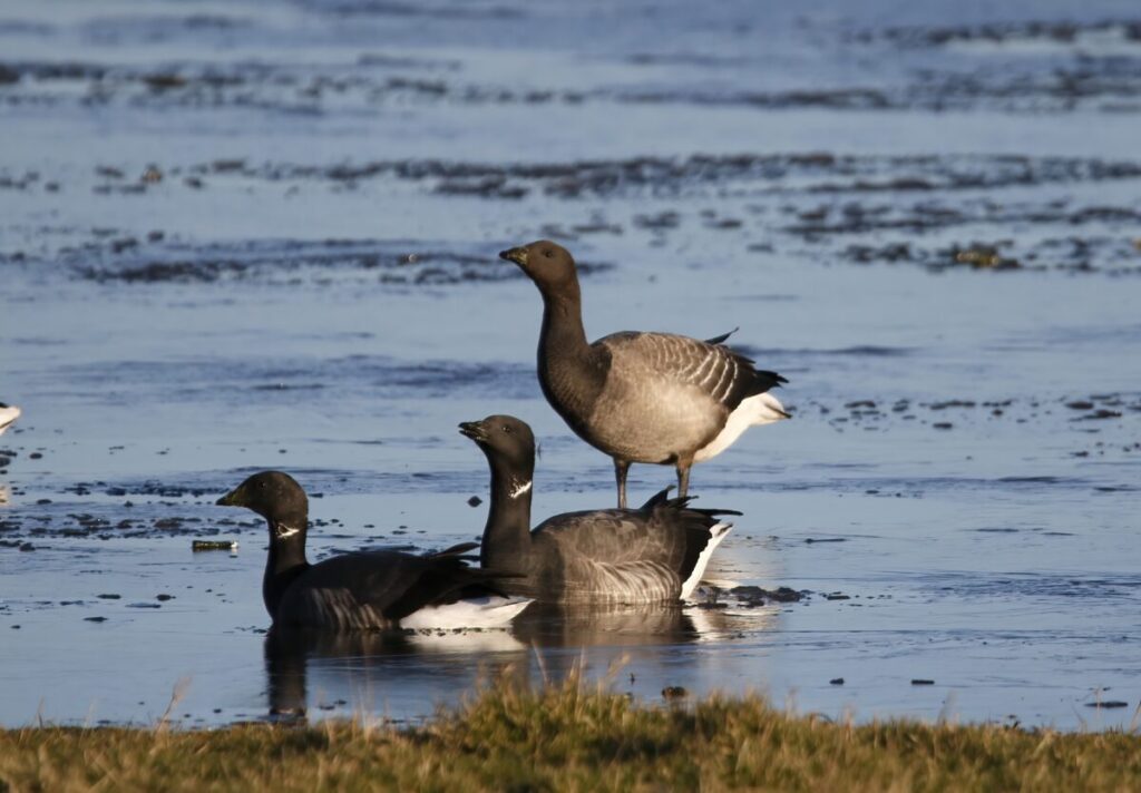 Dark-bellied Brents - © Paul Varney
