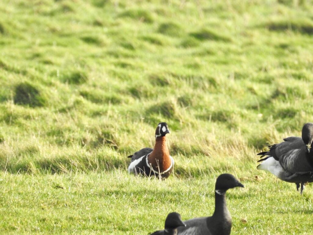 © Red-breasted Goose - John Burden